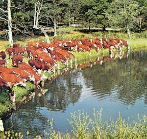 Hereford Cattle At The Watering Hole